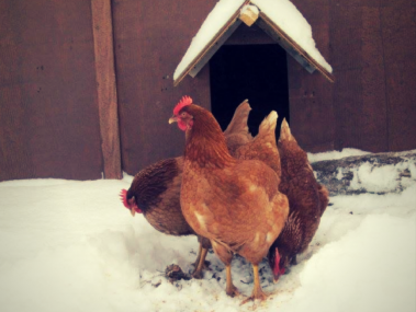 The Basics of Keeping Backyard Chickens